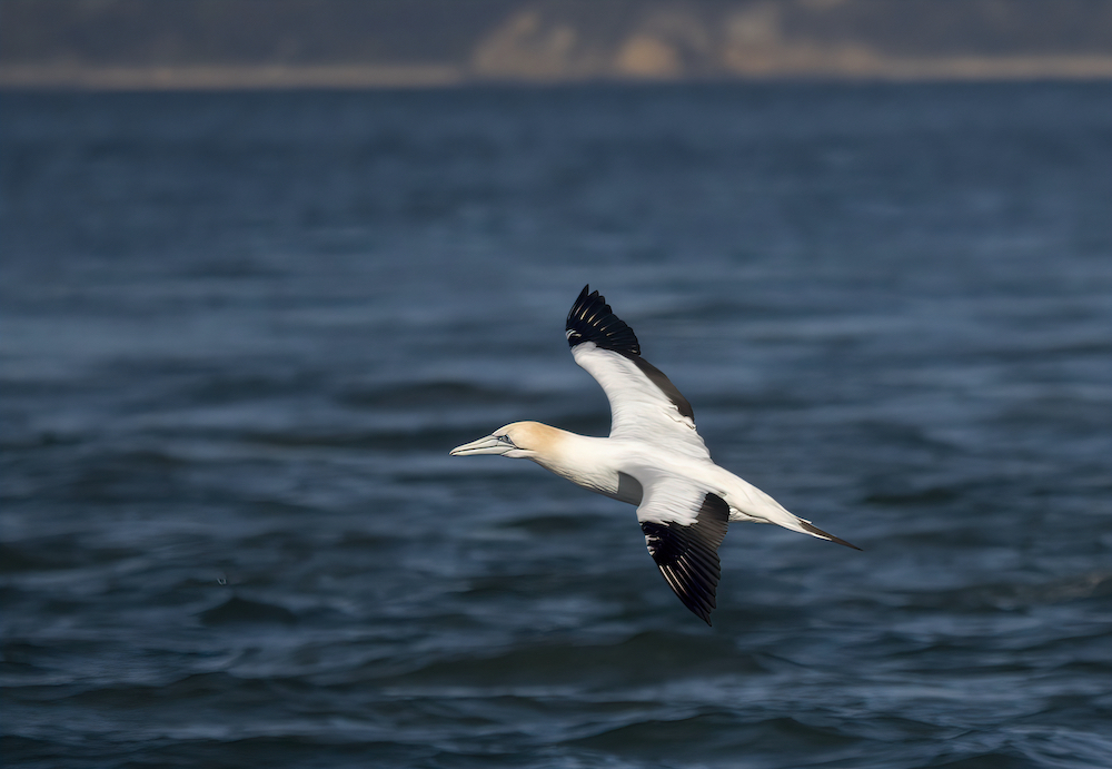 Australasian gannet flying Port Phillip Bay