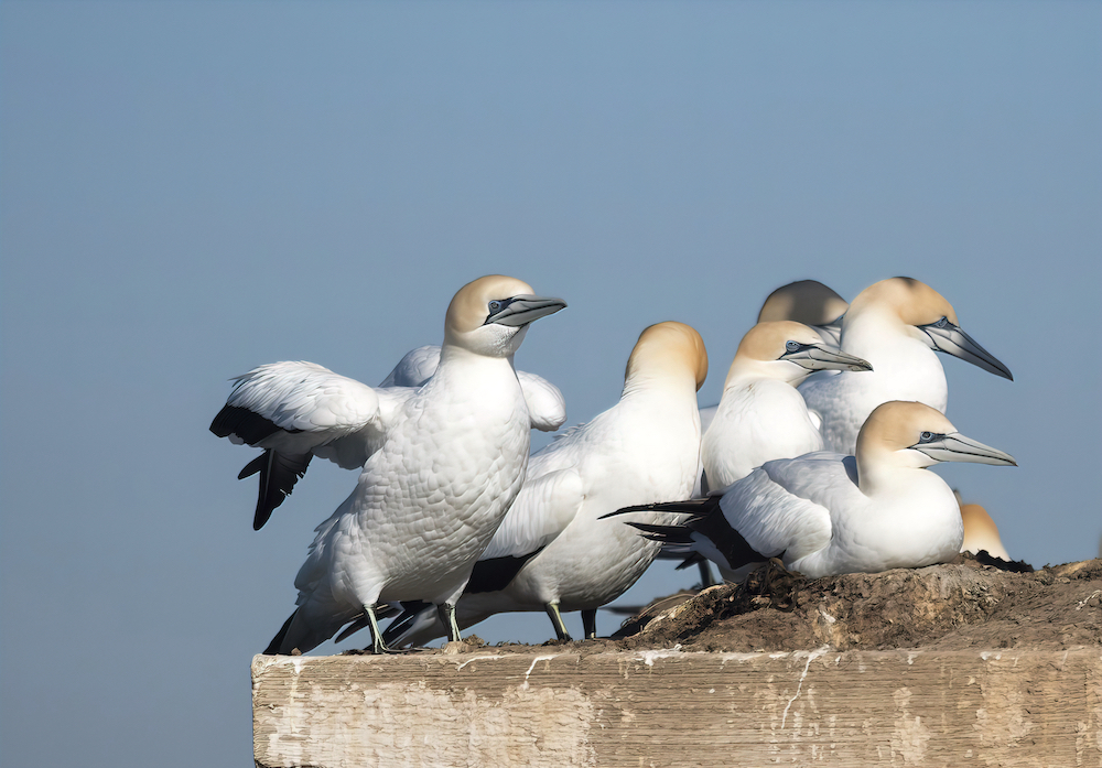 Australasian gannets