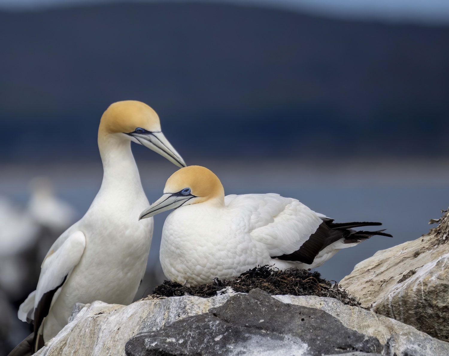 Australasian gannet nesting