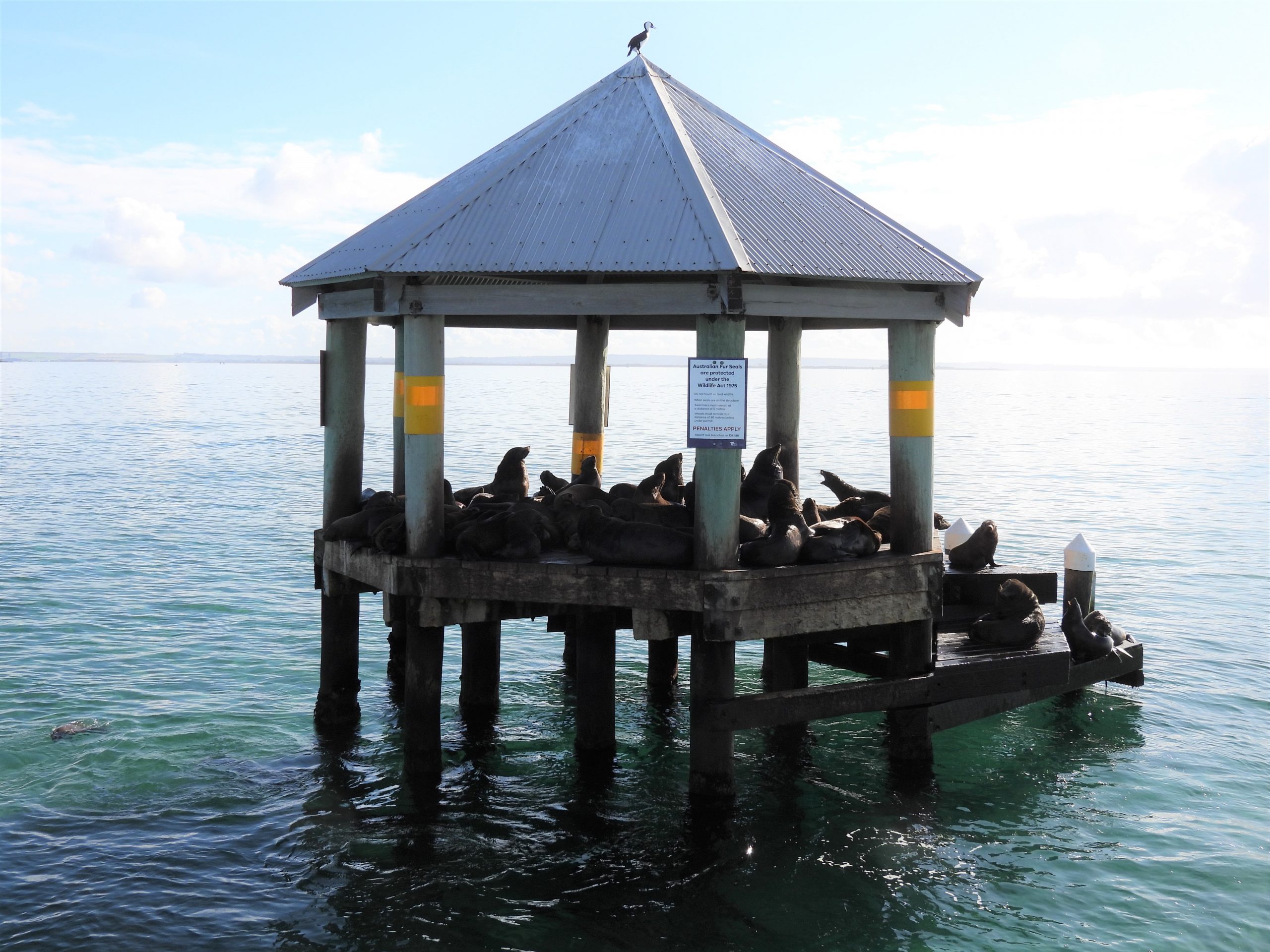 Port Phillip Bay Seal Watch Program SOEL